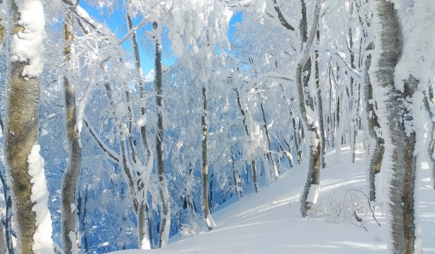 冬、ブナに雪がまとっている